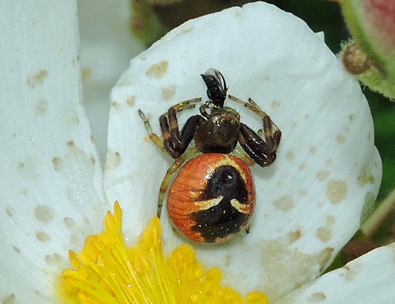 Synaema globosum.jpg