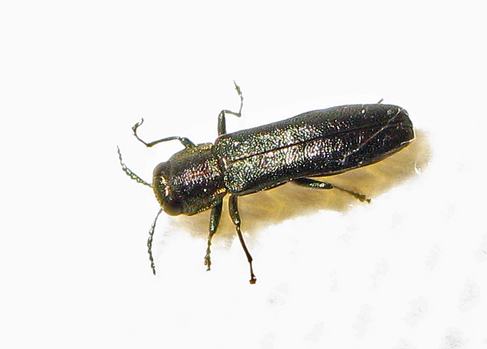 Agrilus laticornis - Bredhornad smalpraktbagge .jpg