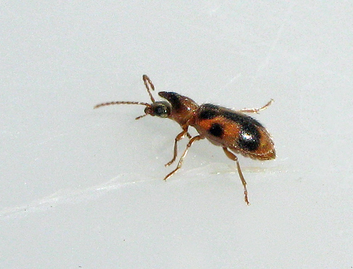 Notoxus monoceros.jpg