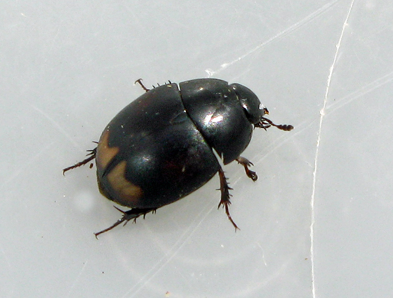 Palpbaggar - Hydrophilidae