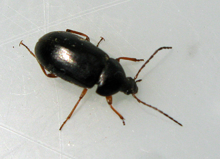 Svartbaggar - Tenebrionidae