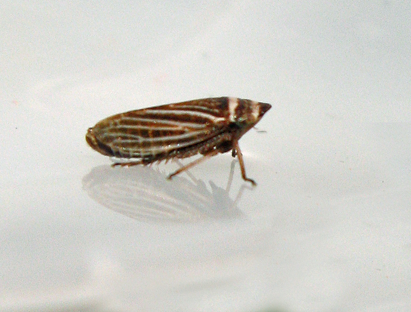 Aphrodes makarovi, male jpg