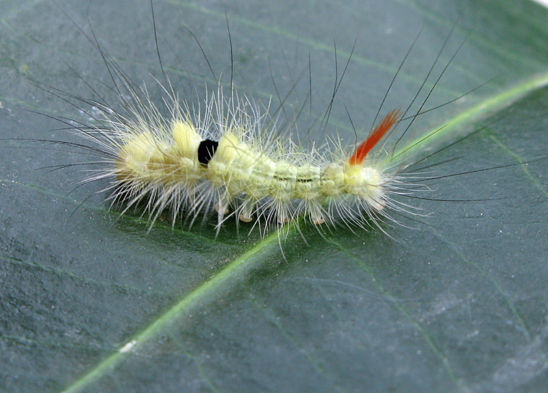 Bokspinnare - Calliteara pudibunda  .jpg