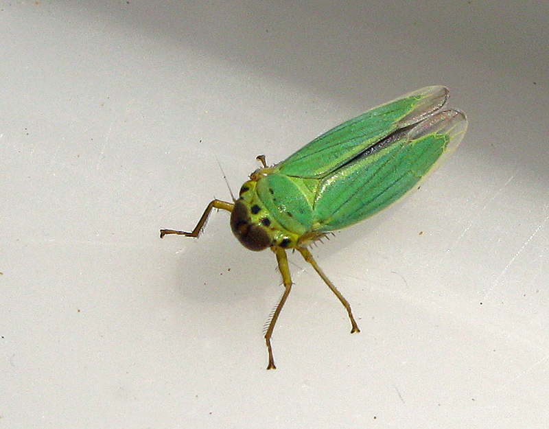 Cicadella viridis - Green Leafhopper - Blgrn krrstrit - 