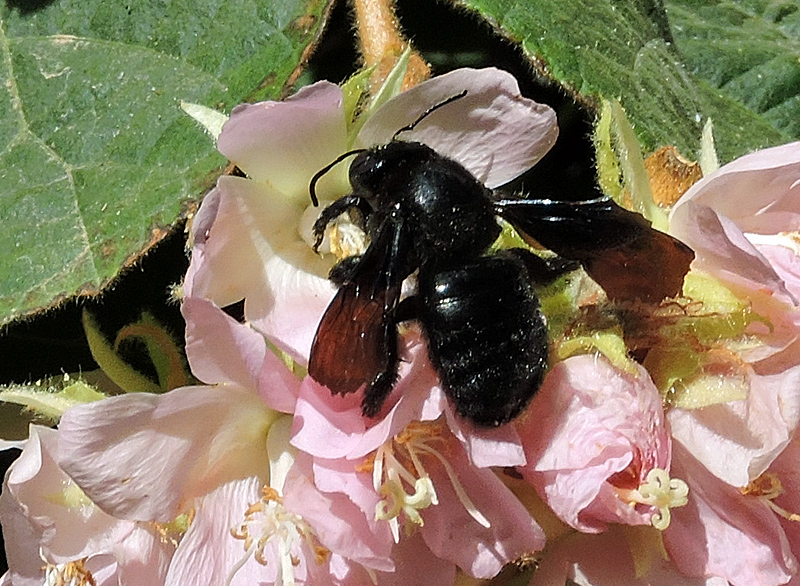 Black Carpenter bee.jpg