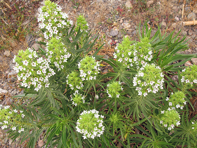 Echium decaisnei.jpg