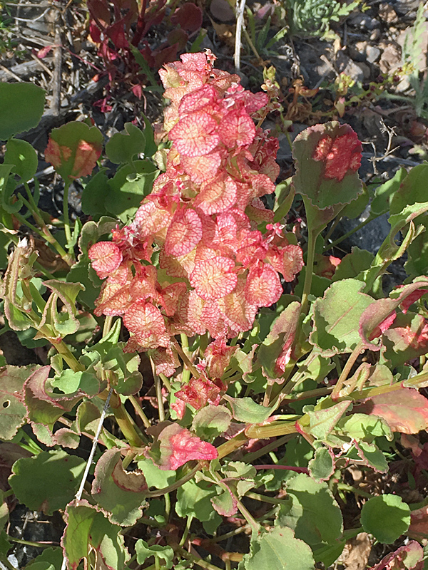 Rumex vesicarius.jpg