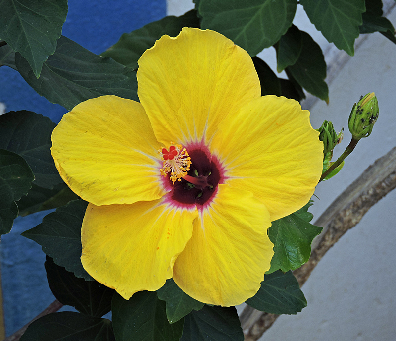 Yellow hibiscusjpg