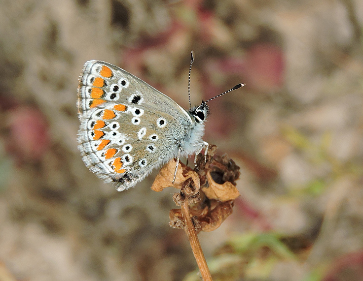 The Southern Brown Argus - Aricia cramera.jpg