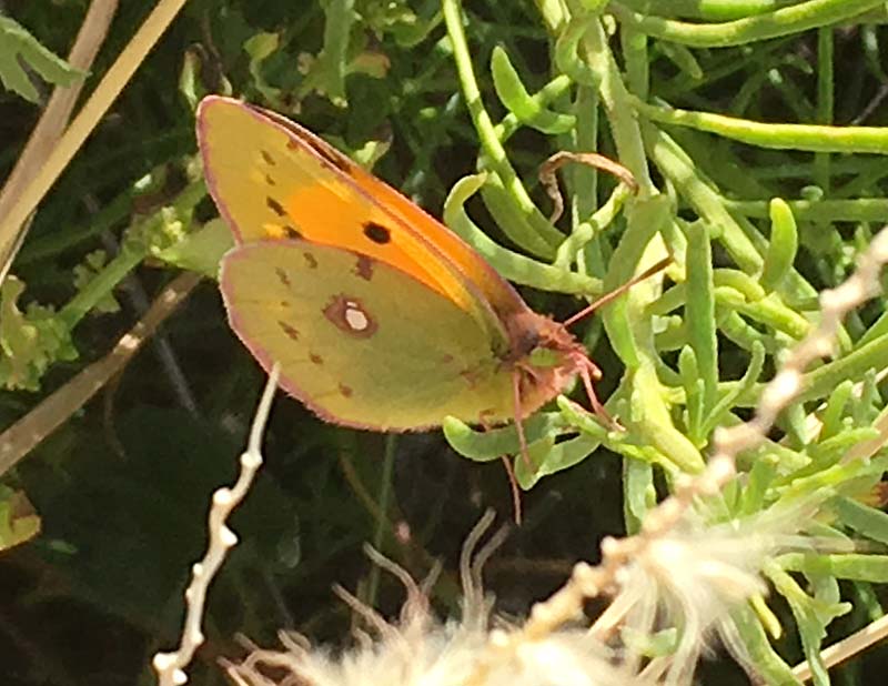 Colias croceus - Rdgul hfjril.jpg