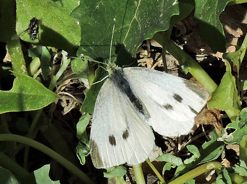 Pieris rapae - Rovfjril.jpg