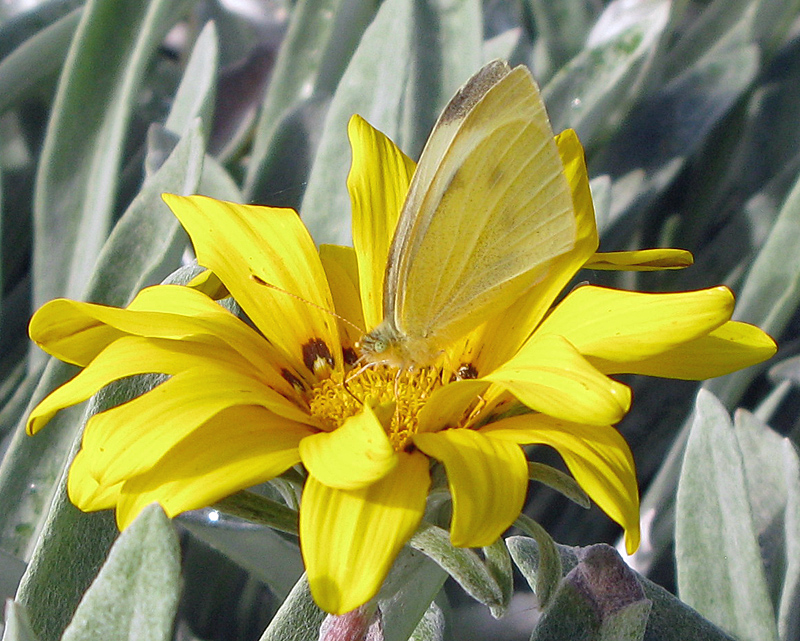 Pieris rapae - Rovfjril.jpg