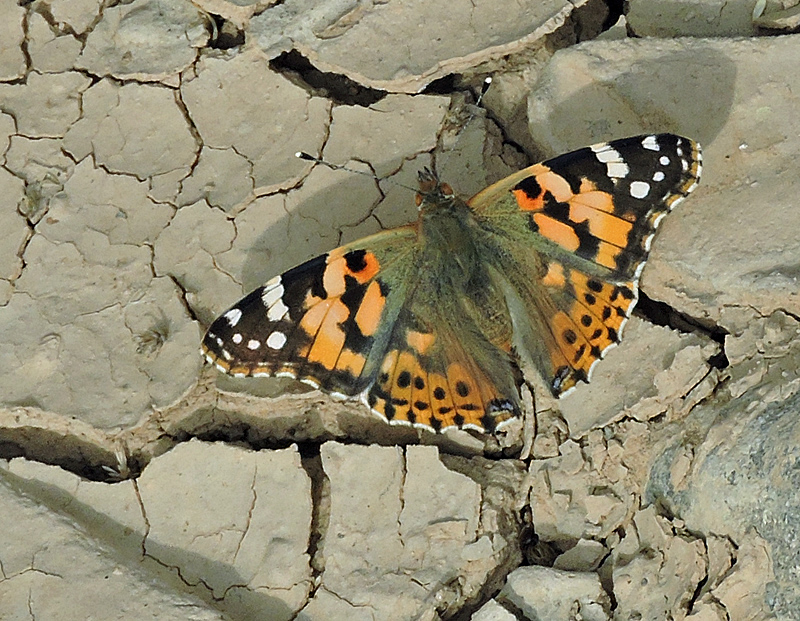 Vanessa cardui - Painted Lady .jpg