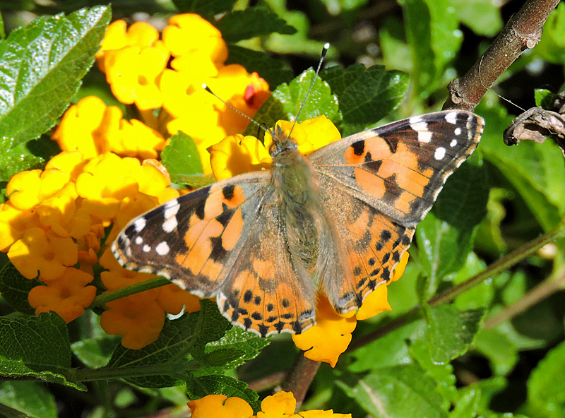 Vanessa cardui - Painted Lady .jpg