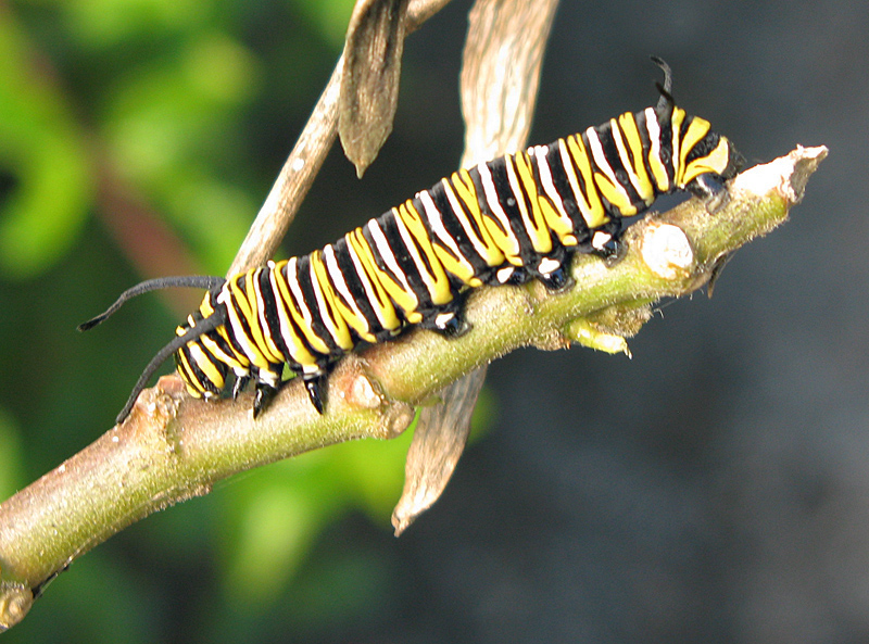 Monarch larvae.jpg