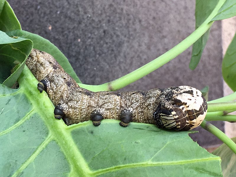 Death-head Hawkmoth larva