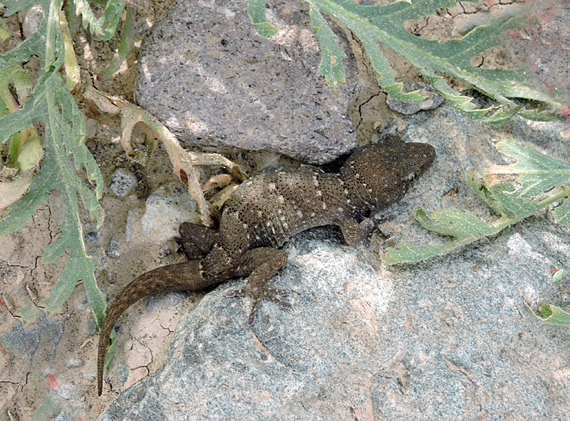 Gran Canaria gecko.jpg