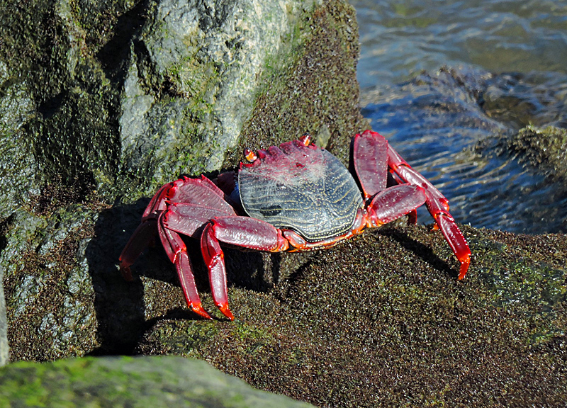 Rock crab - Grapsus adscensionis.jpg