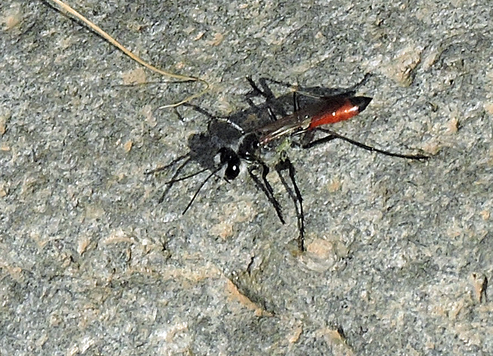 Sphecidae - Rovstekel.jpg
