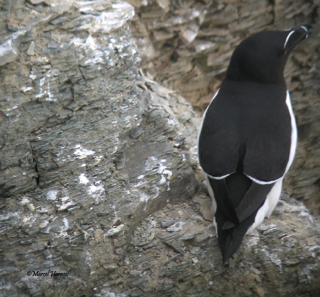Petit Pingouin, juin 014 023P.jpg