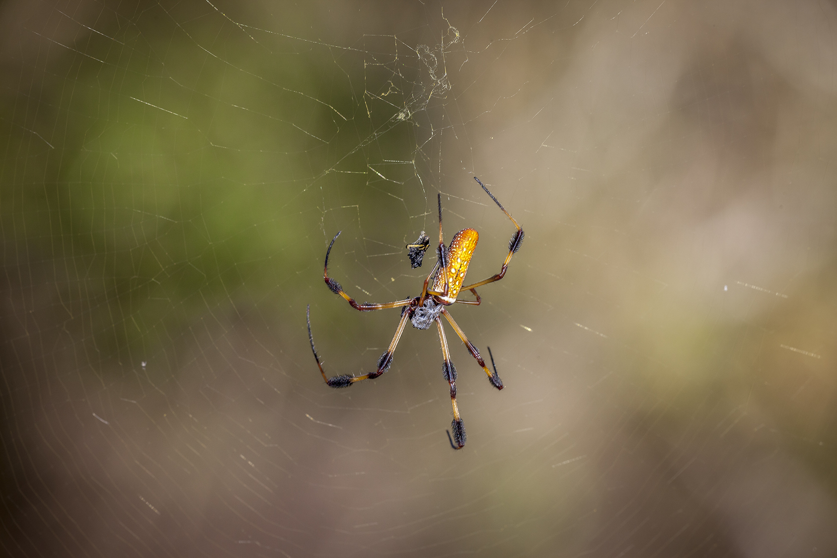 Golden Silk Spider 3408r.jpg