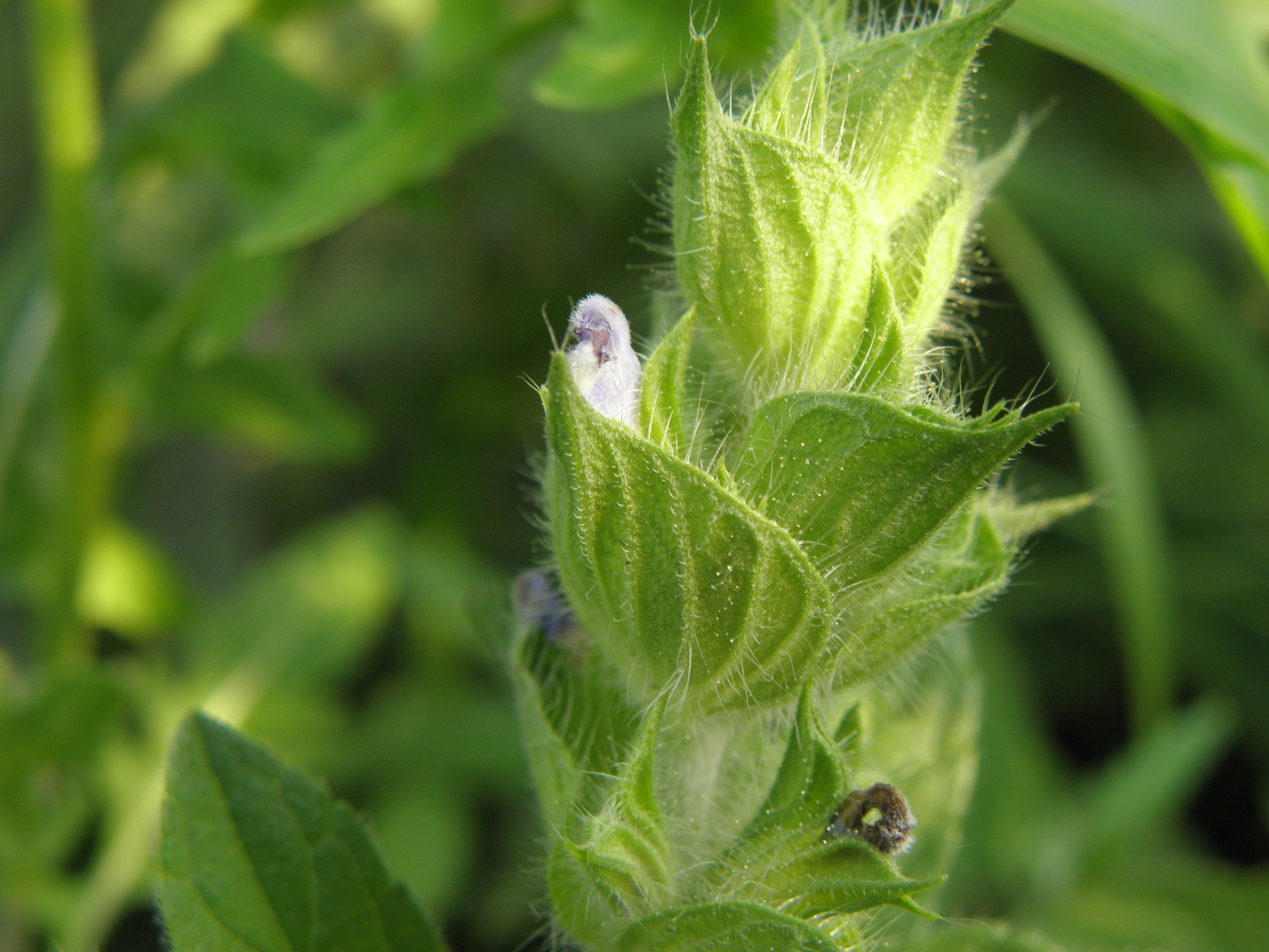 Salvia hirsuta