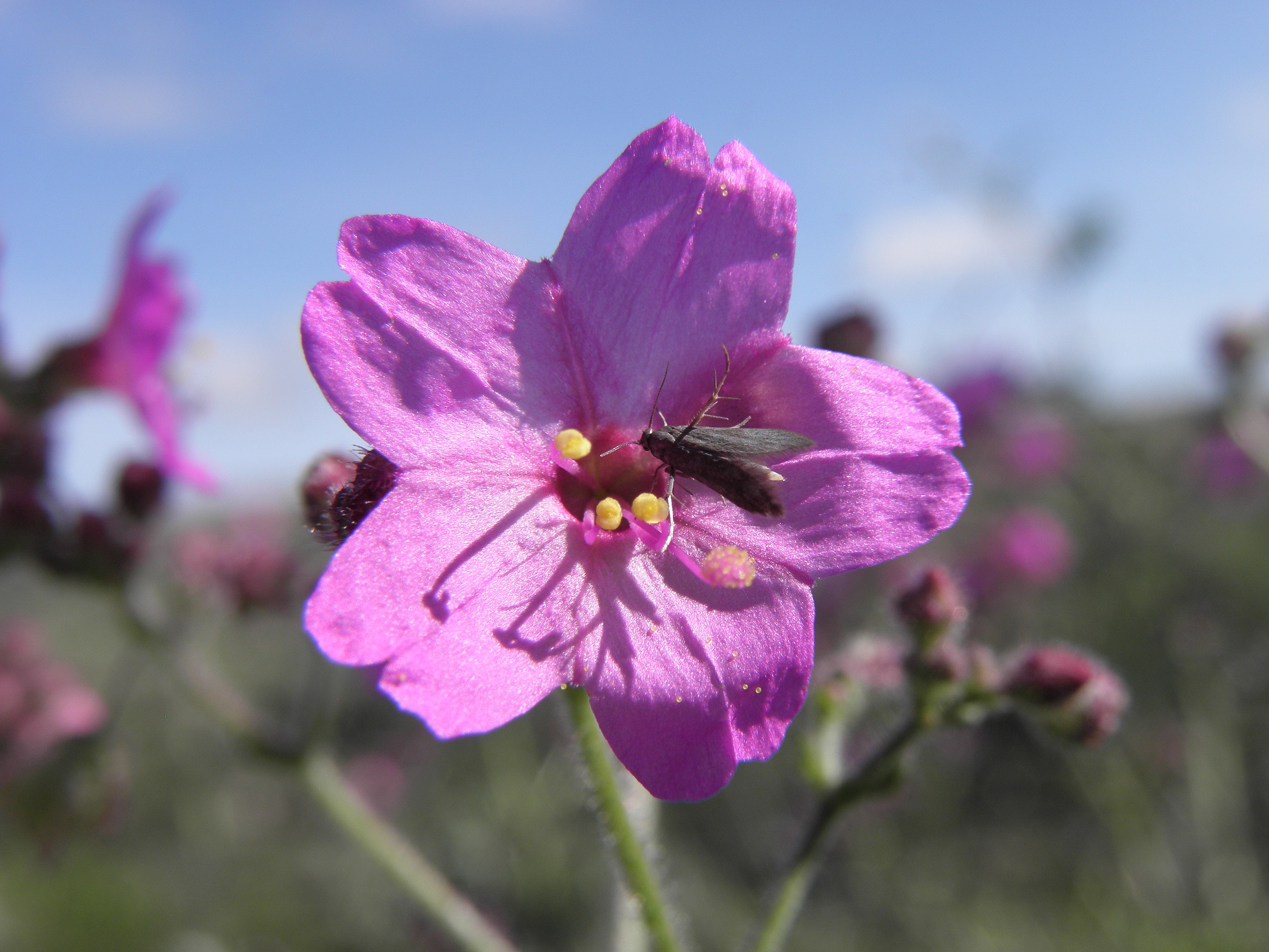 Mirabilis viscosa