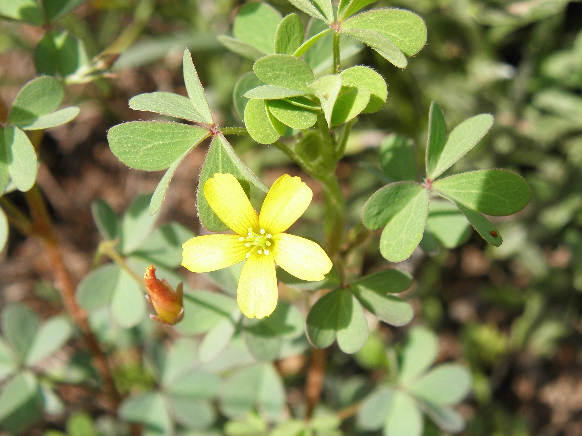 Oxalis sp