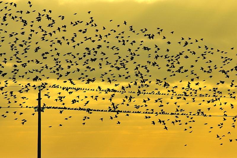 Birds