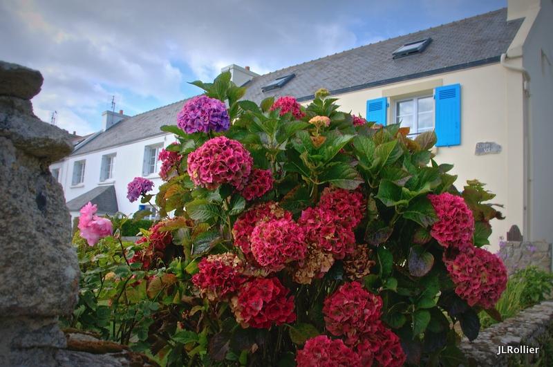 Hortensias 