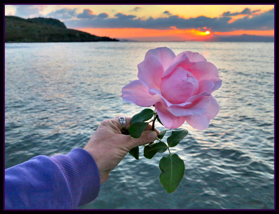 rose sunsetxxx.jpg