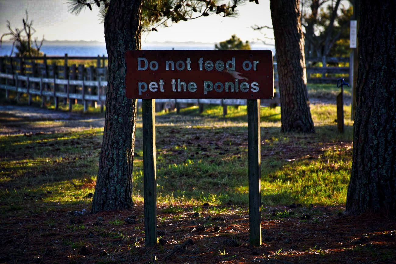 Im guessing that riding them is completely out of the question.