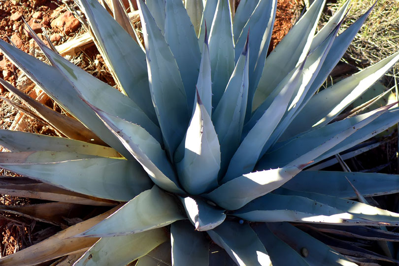 Cathedral Rock Trail-Agave cactus