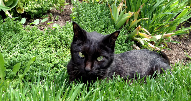 Kitty in the Grass