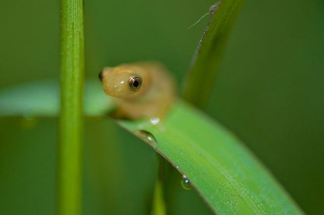 Delicate Leaf-folding Frog – Afrixalus delicatus