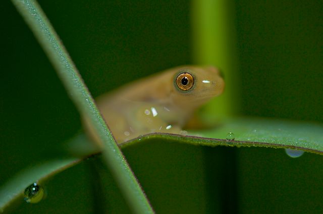 Delicate Leaf-folding Frog – Afrixalus delicatus
