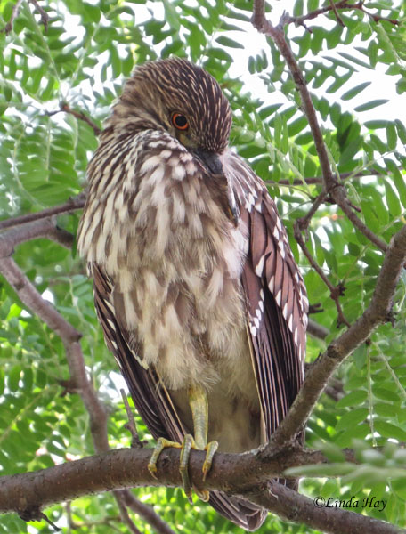 Black-crowned Night Heron