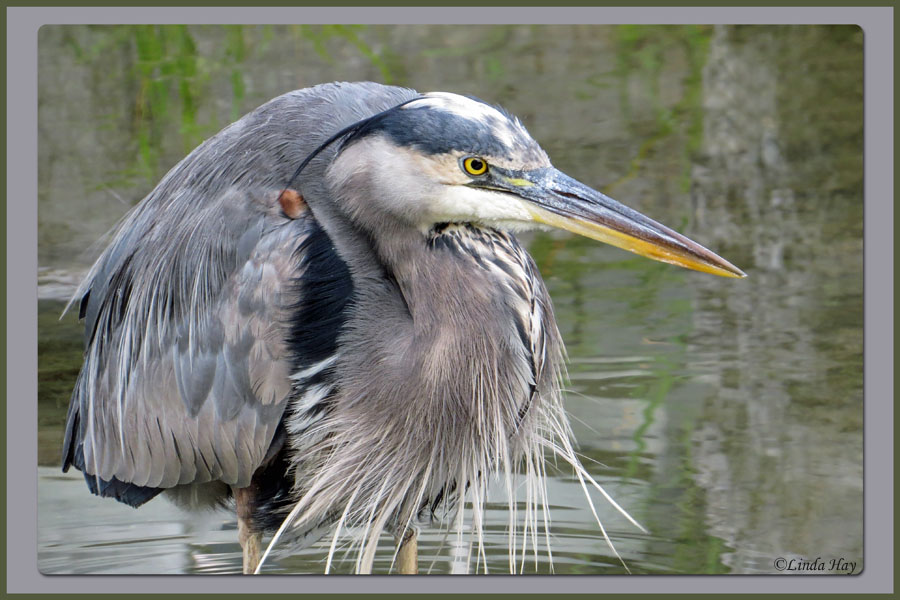 Great Blue Heron