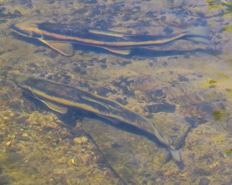 Unknown Fish 