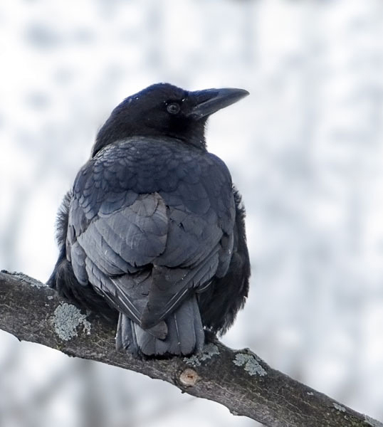 American Crow