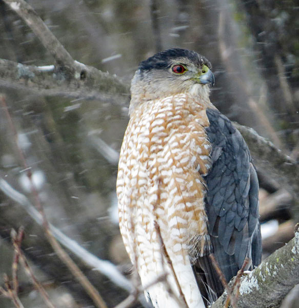 Coopers Hawk   (2 photos)