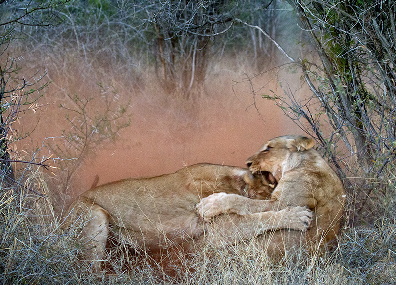 Lionesses Fighting