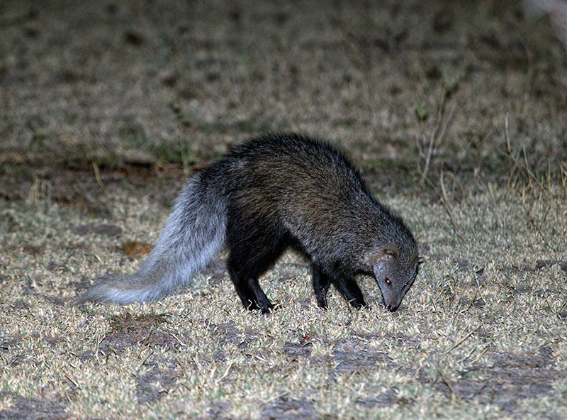 White tailed mongoose