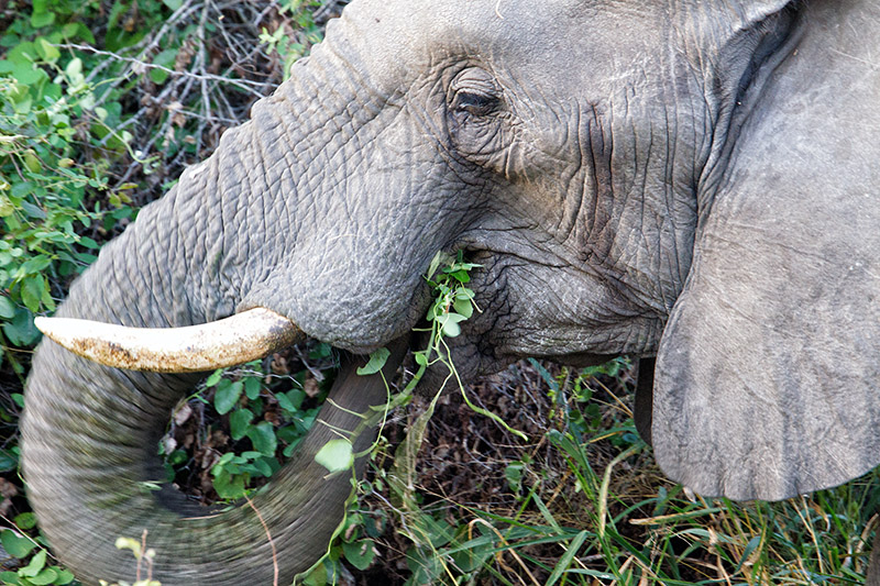 Elephant eating