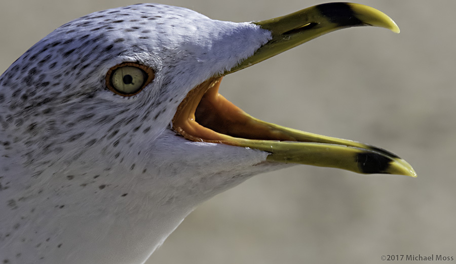 Ring Billed Gull mouth wide open
