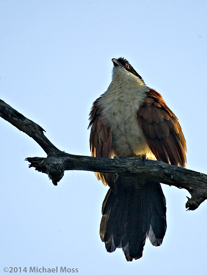 Burchells Coucal