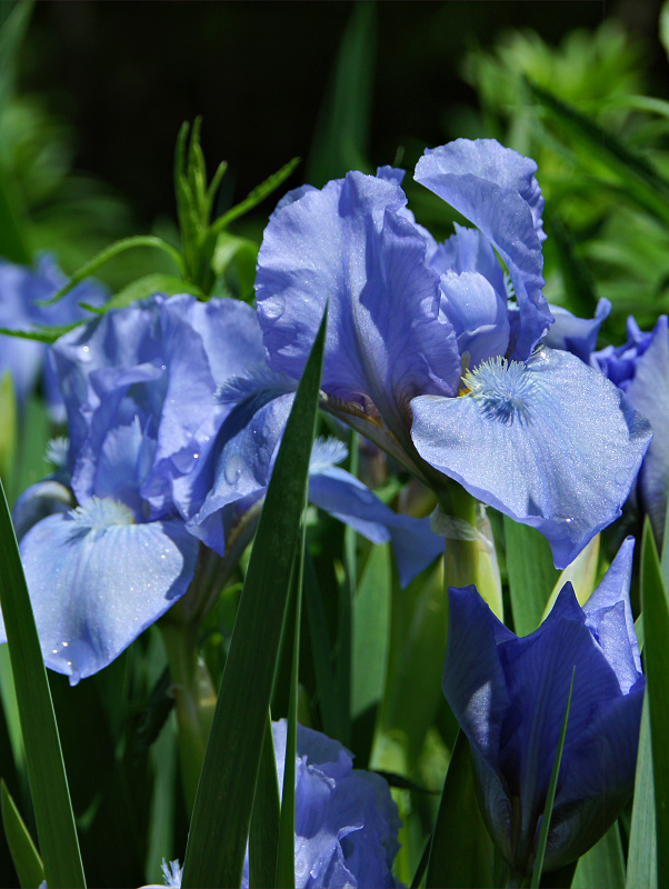 Blue Iris