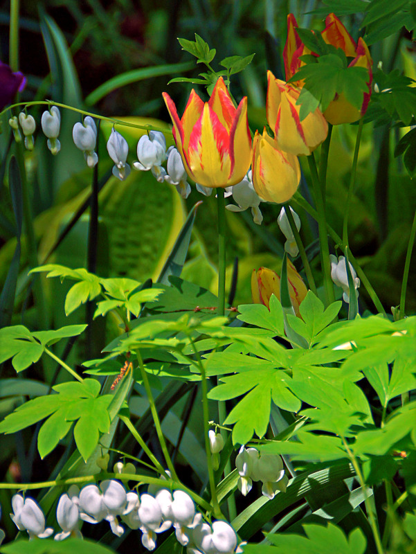 Tulips and Bleeding Hearts