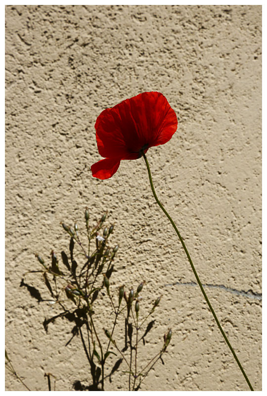 Papaver rhoeas