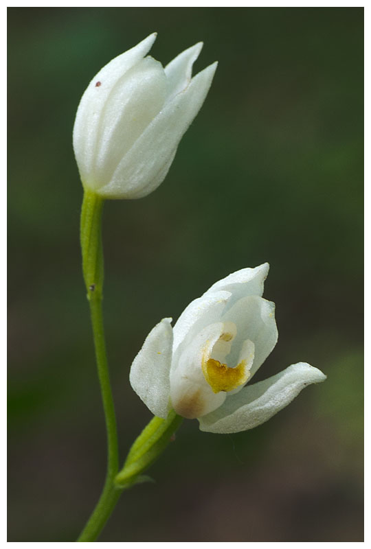 Cephalantera longifolia